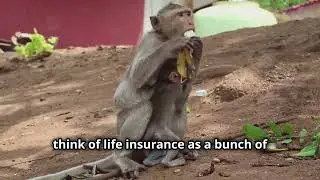 Don't Monkey Around with Life Insurance: (Let's Protect Your Loved Ones while we have fun!)