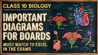 Class 10 Biology Diagrams | Most Important Diagrams for Boards I Heart diagram I Score Full Marks