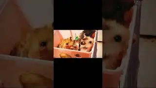fluffy baby hamsters relaxing in a house - cutepets