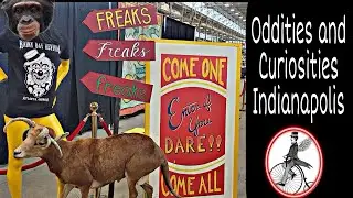Oddities and Curiosities Expo / Indianapolis, Indiana / 2021 #oddities #shopwithme #curiosities
