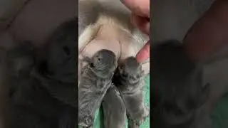 How to tell a fluffy frenchie at birth #shorts #youtubeshorts #frenchbulldog #frenchie