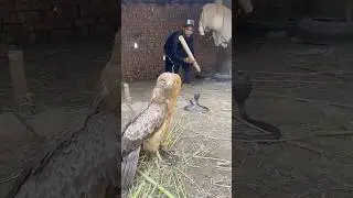 Eagle 🦅 vs snake #animals #shorts