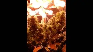 Cfl grow purple silver haze wk6