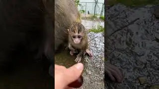 Monkey in the rain #shorts