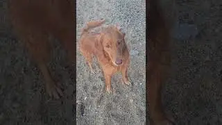 Walking with Wildlife 