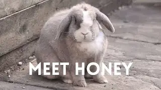 Watch Me Groom This Red Listed Bunny!