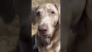 💋 Jake the silver lab & his best friend Abbey #dog #silverlab #animals