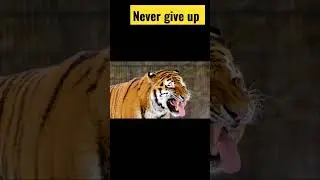 never give up quote । best motivational quotes #shorts