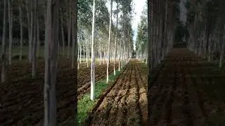 SAFEDA FARMING