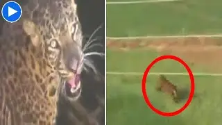 Failed Leopard Rescue Attempt |Watch| - Sakshi Post