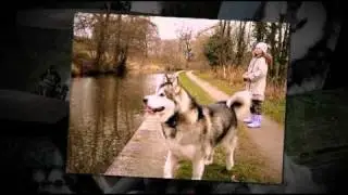 AMCUK ALASKAN MALAMUTE RESCUE VIDEO