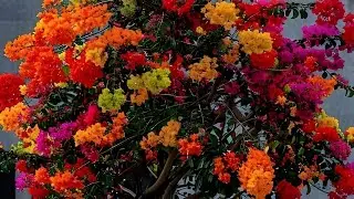 Bougainvillea care tips || Learn flowering 🌼 secrets no one tells || Soil Watering 💦 fertilizer 