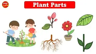 Plant parts | English vocabulary |  Learn English words