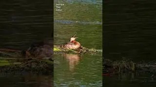 A nesting Red-necked Grebe