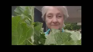 RETRO RECIPE - RHUBARB STRAWBERRY REFRIGERATOR/FREEZER JAM – RECIPE INCLUDED