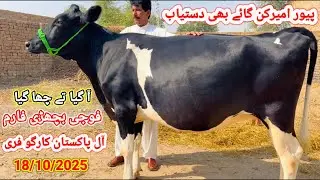 5 پیور امپورٹڈ اسٹریلئین فریزن امیرکن گبن اور خالی بچھڑیوں کی فریش لاٹ فار سیل || فوجی فارم تونسہ