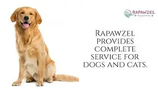 Pamper Your Pooch at Rapawzel Dog Groomer | Unleash the Ultimate Pet Spa Experience