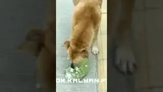 बेजुबान जानवरों की प्लीज मदद करें हमारा साथ दें@supant827 #help #animals #animal #video #viral