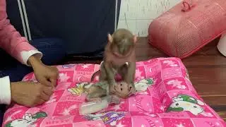 Cute Baby Monkeys Meet for the First Time 🐒💖 | Heart-Melting Moments
