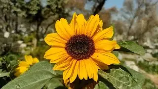 Spring Season in Pothohar (2)