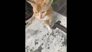 Oyen Tunggu Ikan Goreng#Catlovers#Shorts