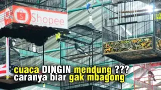 KACER CROSS OVER VS CINTA BUTA DWI SAMPIT AMAN Nagih Ketemuan Lagi