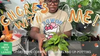 Do Plant Chores with Me! | Trellising and Up-potting Hoya and more! 🪴