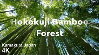 Hokokuji Bamboo Forest Kamakura