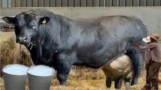 Heavy Weight Aberdeen Angus Cow || Biggest Beef Breed 