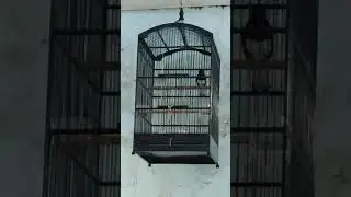 KACER MENTAWAI terapi air
