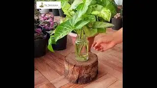 The Plantmaniacs Syngonium Podophyllum plant video