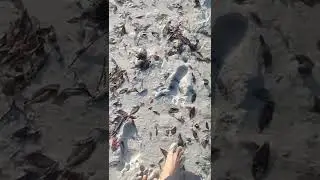 #ASMR#SHORT VIDEO#WALKING IN WHITE MUD..