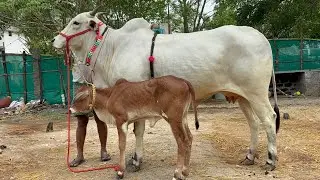 Ongole cow with female calf for sale 9493107692💗58 inches💗1st lactation 💗30 days@mukkalafarms9493