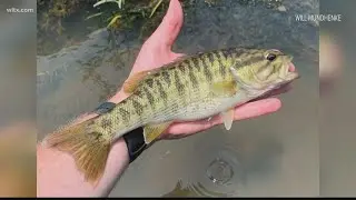 Saving the Redeye bass in South Carolina