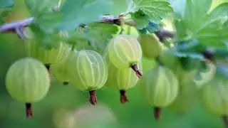 Sp&iacute;on&aacute;n Mara - Aithne do Smugairle R&oacute;in!