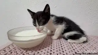 STOP Feeding Your Cat Milk! 🐈 Everything You Need to Know!