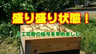 ミツバチ飼育 44  人工花粉投与とスペーサーの設置
