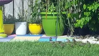 Garden of Eden wild millet