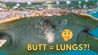The Disgusting Way Turtles Survive Underwater for HOURS
