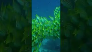 Photographer attacked underwater