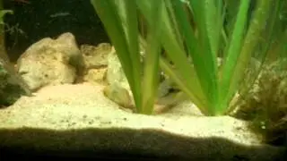 Chromidotilapia guntheri