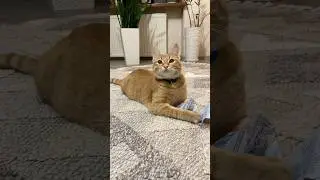 🔹02.02.2026🔹#вася #cat #рекомендации #прикольныекоты #котики #кот #приколы #прикол #смешновидео