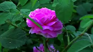 pink Gulab flower Aisi aur acchi video dekhne ke liye channel ko subscribe Karen