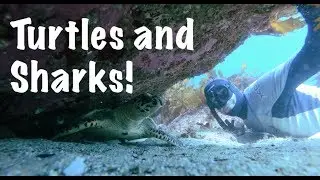 Freediving with Endangered Turtle at Cabbage Tree Bay