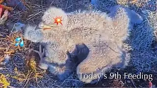 #153🦅🐥24°🐥19°／Winter Park Eagle Nest 2026／Against All Odds:One-Eyed Mom／by Winter Park Eagle Cam