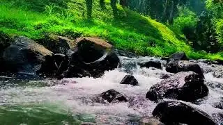 Relaxing Forest Sounds, Water Sounds and Birds Chirping, Babbling Brook, #birdsong #4knaturesounds