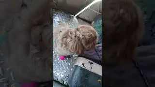 Countryside Pets Adventures is live
