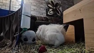 Guinea pigs when no one is watching...