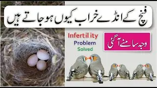 finches ke egg kharab hone ki waja | finch infertile eggs | birds farming in home