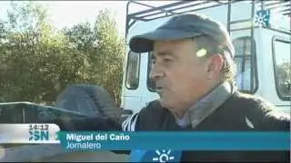EMPIEZA LA RECOLECCIÓN DE ACEITUNA